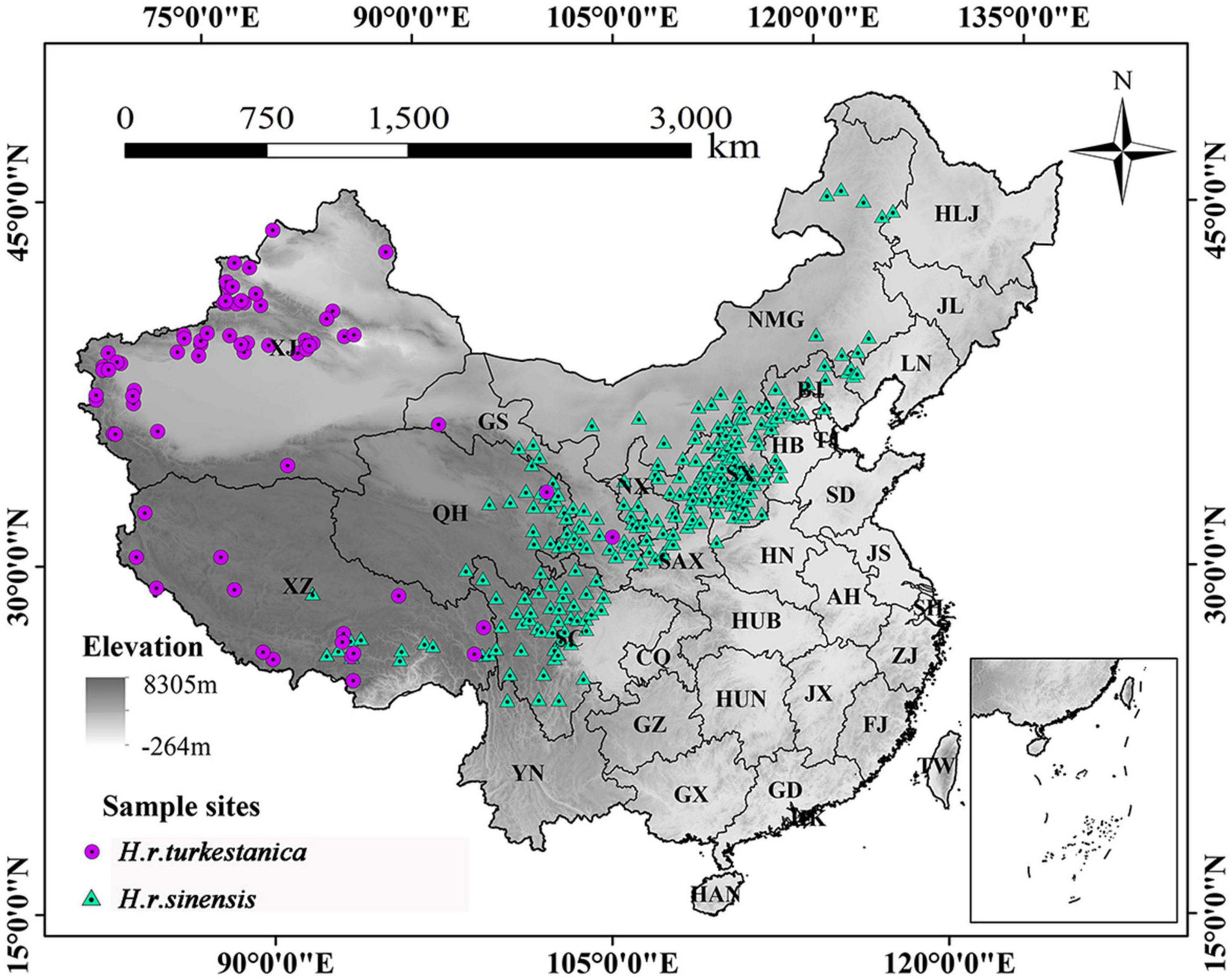 Modeling habitat suitability of Hippophae rhamnoides L. using MaxEnt under climate change in China: A case study of H. r. sinensis and H. r. turkestanica